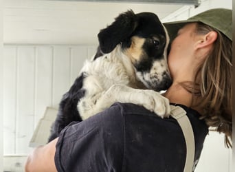 Toby: träumt von Streichelhänden