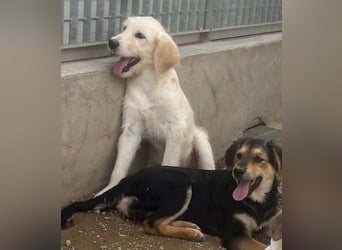 Toby: träumt von Streichelhänden Toby: träumt von Streichelhänden