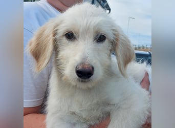 Toby: träumt von Streichelhänden Toby: träumt von Streichelhänden