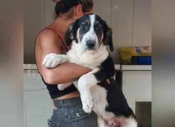 Toby: träumt von Streichelhänden