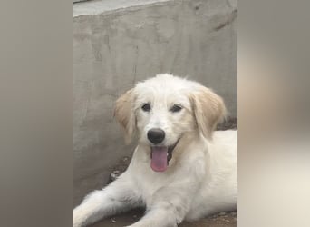 Toby: träumt von Streichelhänden Toby: träumt von Streichelhänden