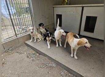Toby: träumt von Streichelhänden