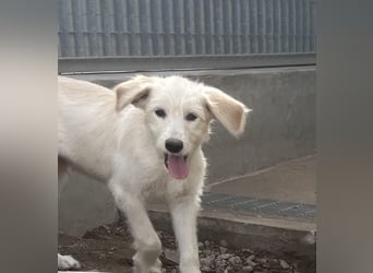 Toby: träumt von Streichelhänden Toby: träumt von Streichelhänden