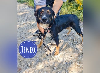 Teneo ein ganz toller Rüde