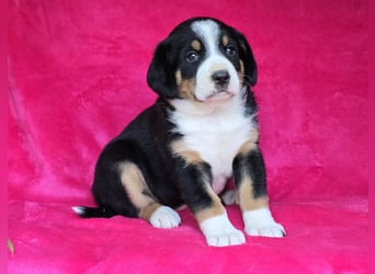 Entlebucher Sennenhunde Welpen (A×A) m.P.