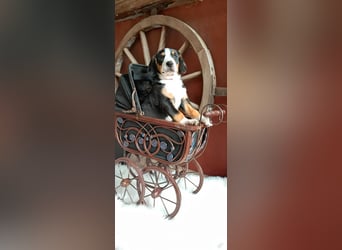 Entlebucher Sennenhunde Welpen (A×A) m.P.