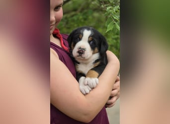 Entlebucher Sennenhunde Welpen (A×A) m.P.