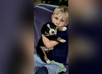 Entlebucher Sennenhunde Welpen (A×A) m.P.