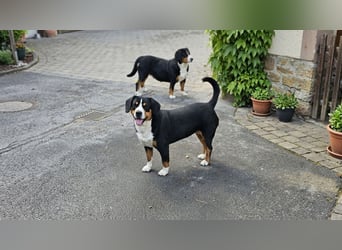 Entlebucher Sennenhunde Welpen (A×A) m.P.