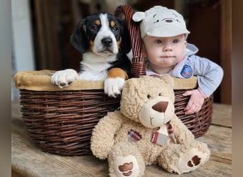 Entlebucher Sennenhunde Welpen (A×A) m.P.