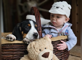 Entlebucher Sennenhunde Welpen (A×A) m.P.