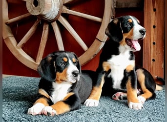Entlebucher Sennenhunde Welpen (A×A) m.P.