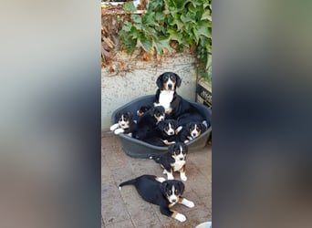 Entlebucher Sennenhunde Welpen (A×A) m.P.