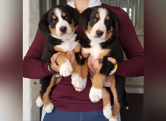 Entlebucher Sennenhunde Welpen (A×A) m.P.