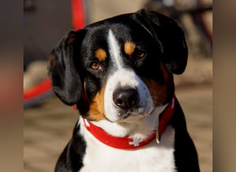 Entlebucher Sennenhunde Welpen (A×A) m.P.