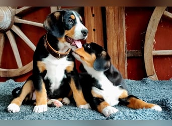 Entlebucher Sennenhunde Welpen (A×A) m.P.