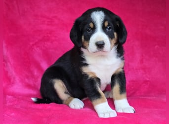 Entlebucher Sennenhunde Welpen (A×A) m.P.