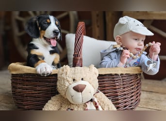 Entlebucher Sennenhunde Welpen (A×A) m.P.