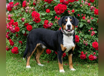 Entlebucher Sennenhunde Welpen (A×A) m.P.