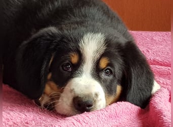 Entlebucher Sennenhunde Welpen (A×A) m.P.
