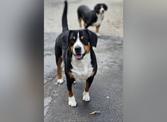 Entlebucher Sennenhunde Welpen (A×A) m.P.