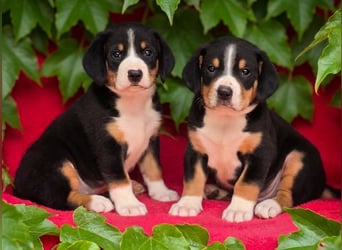 Entlebucher Sennenhunde Welpen (A×A) m.P.