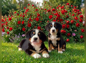 Entlebucher Sennenhunde Welpen (A×A) m.P.