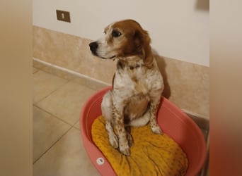 Diana - junge Bretonin sucht ihr Für-Immer-Zuhause – liebevoll, klug und voller Lebensfreude