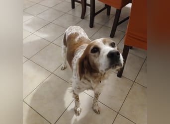 Diana - junge Bretonin sucht ihr Für-Immer-Zuhause – liebevoll, klug und voller Lebensfreude