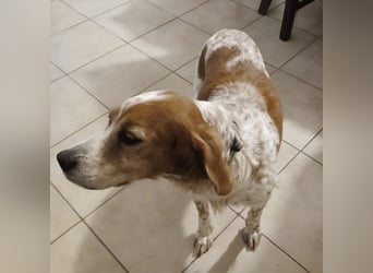 Diana - junge Bretonin sucht ihr Für-Immer-Zuhause – liebevoll, klug und voller Lebensfreude