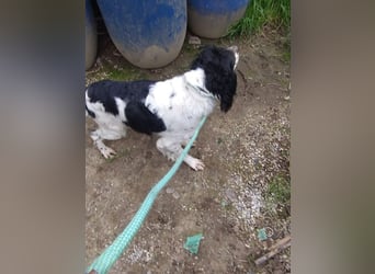 Brina - kleine Jägerin mit großem Herz und Freude am Leben