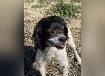 Brina - kleine Jägerin mit großem Herz und Freude am Leben