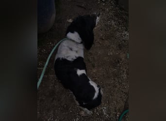 Brina - kleine Jägerin mit großem Herz und Freude am Leben