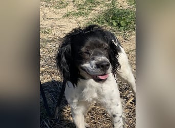 Brina - kleine Jägerin mit großem Herz und Freude am Leben