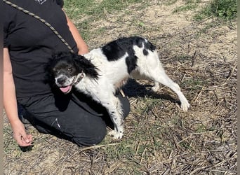 Brina - kleine Jägerin mit großem Herz und Freude am Leben