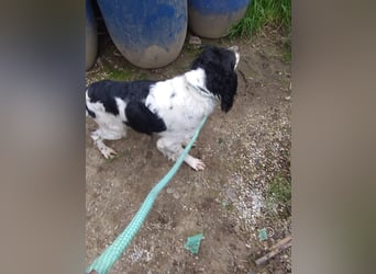 Brina - kleine Jägerin mit großem Herz und Freude am Leben