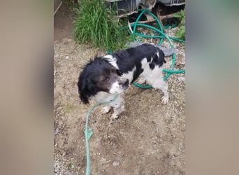 Brina - kleine Jägerin mit großem Herz und Freude am Leben