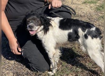 Brina - kleine Jägerin mit großem Herz und Freude am Leben