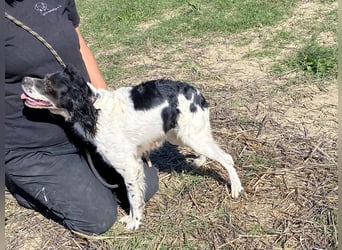 Brina - kleine Jägerin mit großem Herz und Freude am Leben