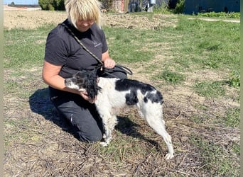 Brina - kleine Jägerin mit großem Herz und Freude am Leben