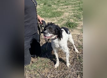 Brina - kleine Jägerin mit großem Herz und Freude am Leben