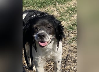 Brina - kleine Jägerin mit großem Herz und Freude am Leben