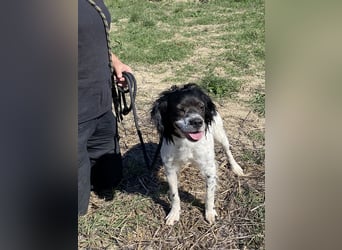 Brina - kleine Jägerin mit großem Herz und Freude am Leben