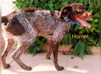 Hornet geb. 06/2023 (ESP) - aufgeschlossener, fröhlicher und verschmuster Bretonischer Spaniel!
