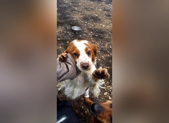 Bretone - DRINGEND Zuhause oder Pflegestelle gesucht!!!