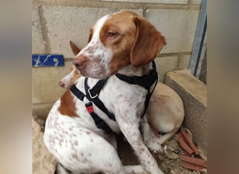 Bretone - Lennon sucht eine Pflegestelle / Zuhause