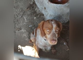 <bretone - Pedro sucht ein Zuhause / Pflegestelle