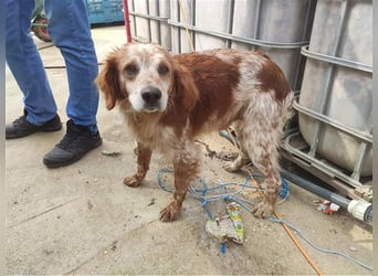 Bretone - Milan sucht ein Zuhause / Pflegestelle