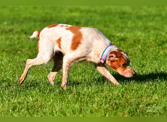 Bretone Baileys sucht ein Zuhause