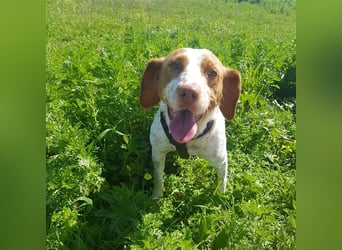 Bretone - Lennon sucht eine Pflegestelle / Zuhause